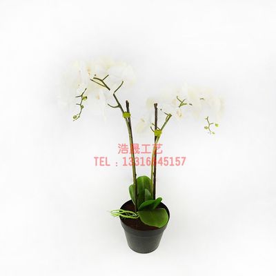 東莞廠家直銷，優質仿真盆栽裝飾，定制您的理想塑料植物盆景