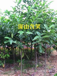 深山含笑花卉——葉白蘭的批發供應介紹