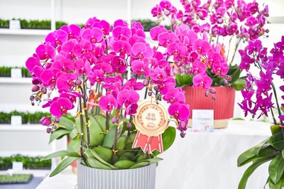 花漾生活，融合自然與日常——第三屆廣州國際(流溪)花卉博覽會側記